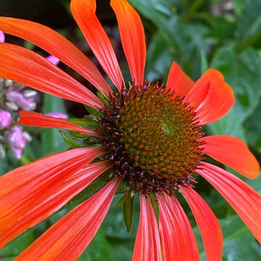 Echinacea 'Cheyenne Spirit' (Mix)