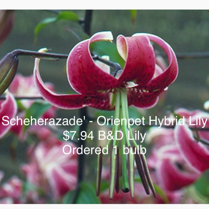 Plant image Lilium 'Scheherazade'