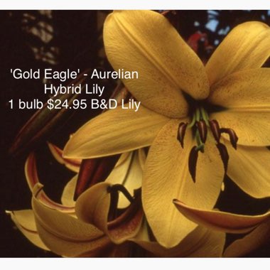 Lilium Gold Eagle