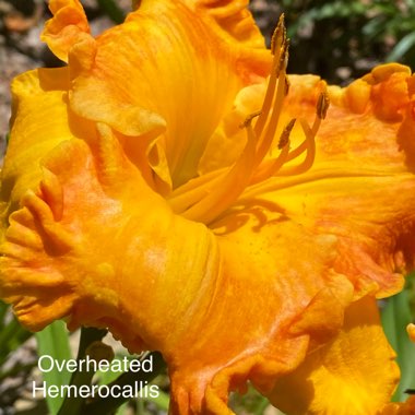 Hemerocallis 'Over Heated'