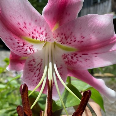 Lilium Anastasia 