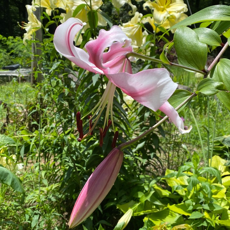 Plant image Lilium Anastasia 