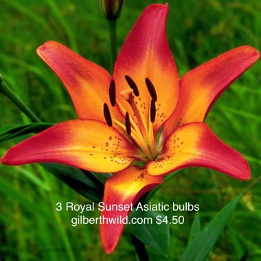 Lilium 'Royal Sunset'