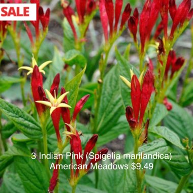 Spigelia marilandica