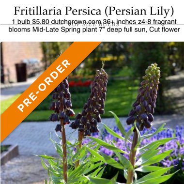 Fritillaria persica 'Adiyaman'