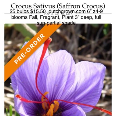 Crocus sativus