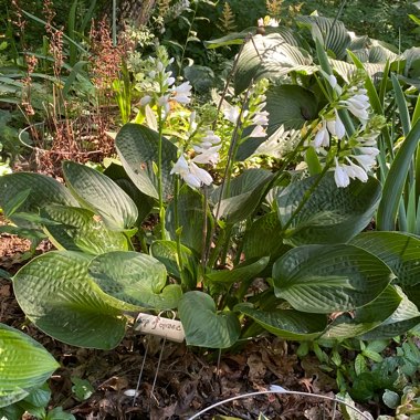 Hosta 'Cup Of Grace'