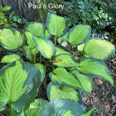 Hosta 'Paul's Glory'