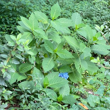 Hydrangea Macrophylla ‘GRANAN' 