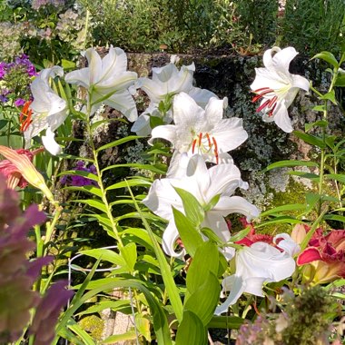 Lilium 'Casa Blanca'