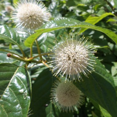 Cephalanthus Occidentalis Sugar Shack ‘SMCOSS' PP26,543