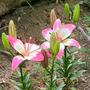 Lilium Levi Asiatic