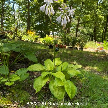 Hosta 'Guacamole'