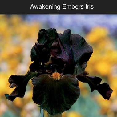 Iris Awakening Embers