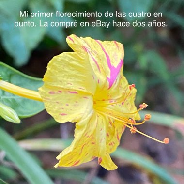 Mirabilis jalapa