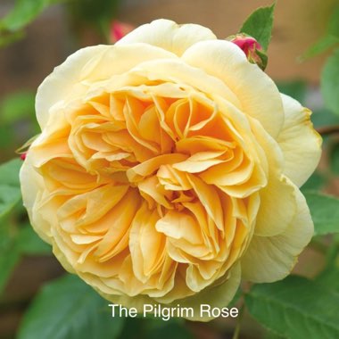 Rosa 'Auswalker' syn. Rosa 'The Pilgrim', Rosa 'Gartenarchitekt Gunther Schulze'