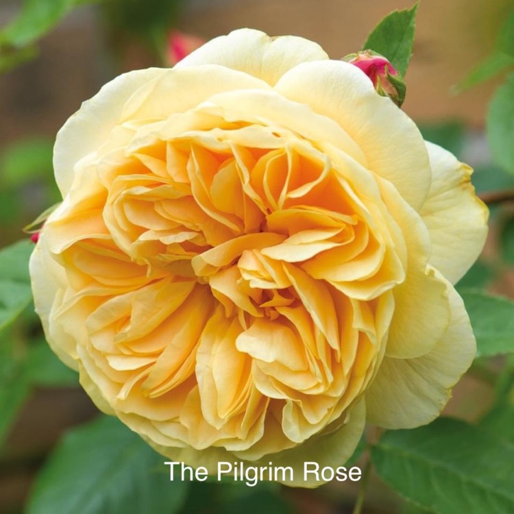 Plant image Rosa 'Auswalker' syn. Rosa 'The Pilgrim', Rosa 'Gartenarchitekt Gunther Schulze'