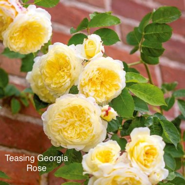 Rosa 'Teasing Georgia'