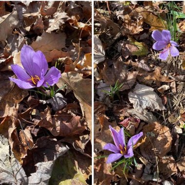 Crocus sativus