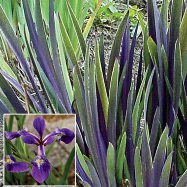 Iris Versicolor 'Gerald Darby' syn. Iris x Robusta  'Gerald Darby'