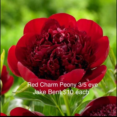 Paeonia 'Red Charm'