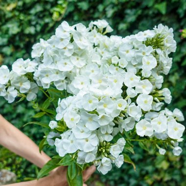 Phlox amplifolia 'White Titan'