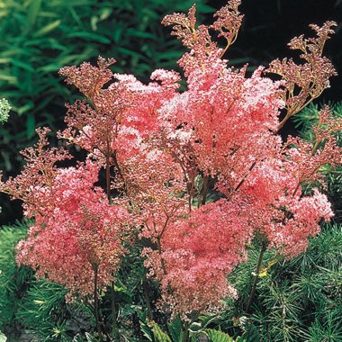 Filipendula rubra 'Venusta Magnifica'