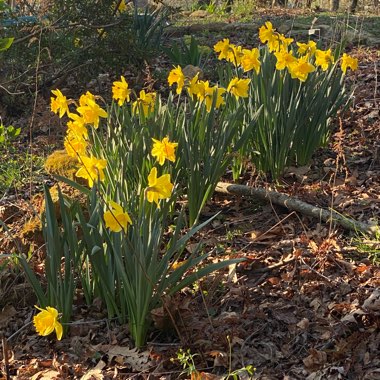 Narcissus 'King Alfred'