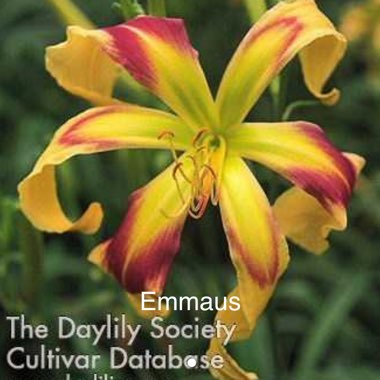 Hemerocallis Emma us 