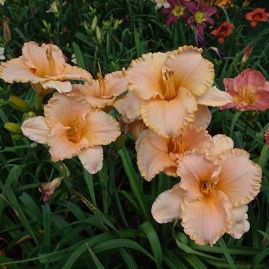 Hemerocallis Seventy Times Seven