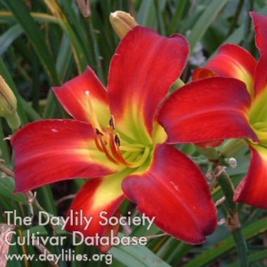 Hemerocallis Fire From Heaven