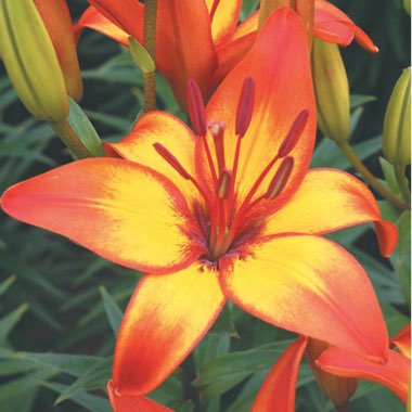 Lilium 'Giraffe'