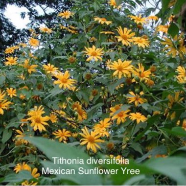 Tithonia diversifolia