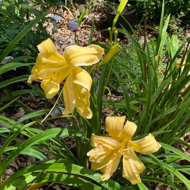 Hemerocallis 'Vanilla Gorilla'