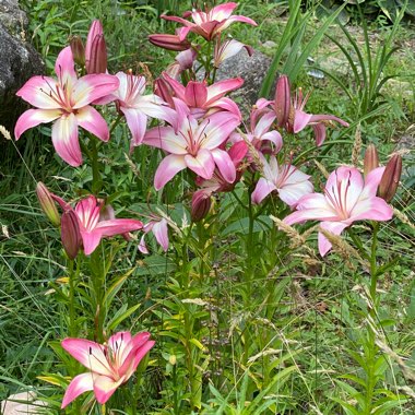 Lilium Levi Asiatic