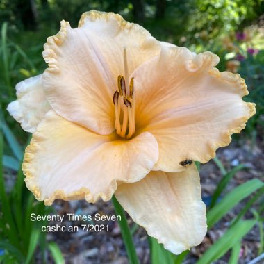 Hemerocallis Seventy Times Seven