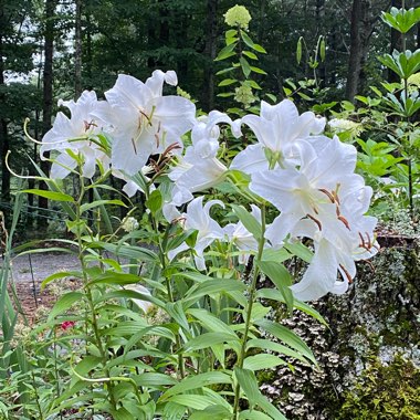 Lilium 'Casa Blanca'