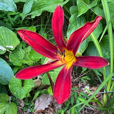 Hemerocallis 'Cayenne'