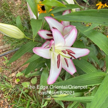 Lilium ‘The Edge' 