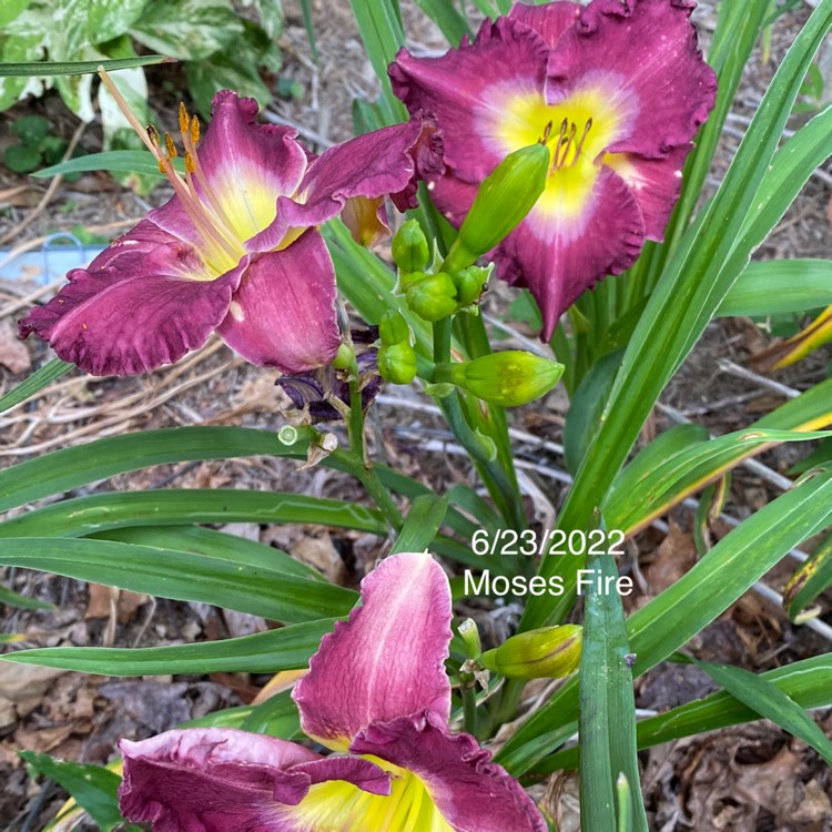 Plant image Hemerocallis 'Moses' Fire'