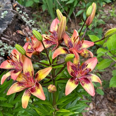 Lilium ‘Tribal Dance'