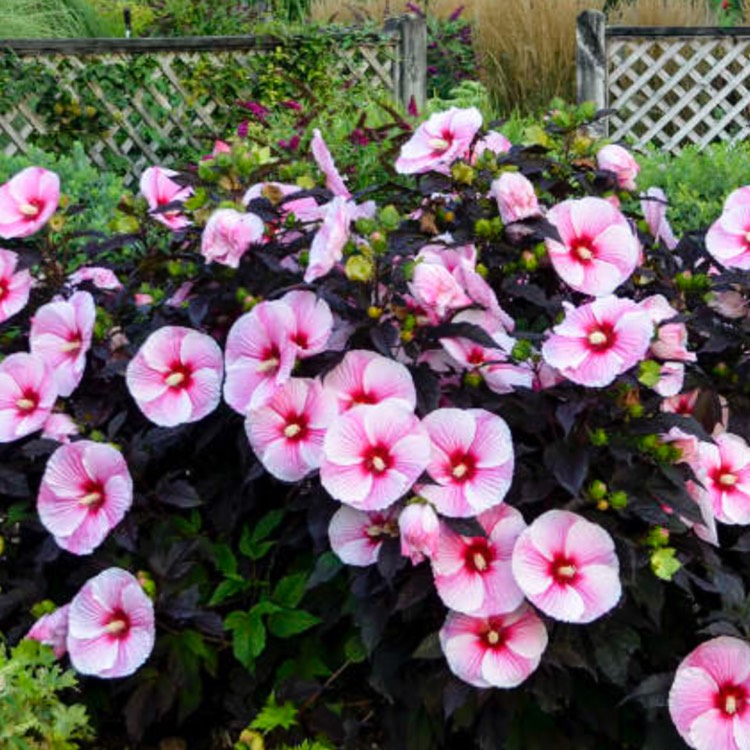 Plant image Hibiscus 'Starry Starry Night'