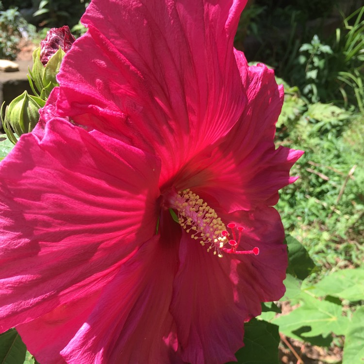 Plant image Hibiscus 'Jazzberry Jam'