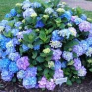 Hydrangea macrophylla 'Mathilda Gutges'