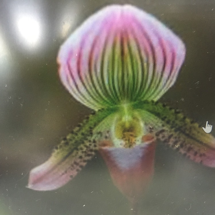 Plant image Paphiopedilum maudiae 'Femma'