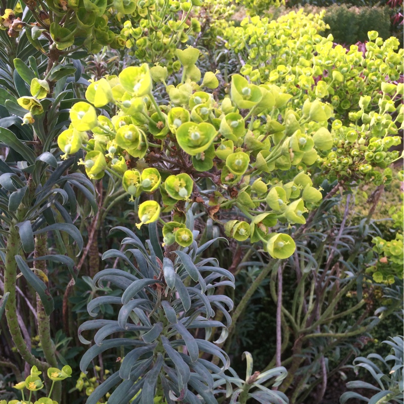 Euphorbia characias subsp. wulfenii syn. Euphorbia wulfenii