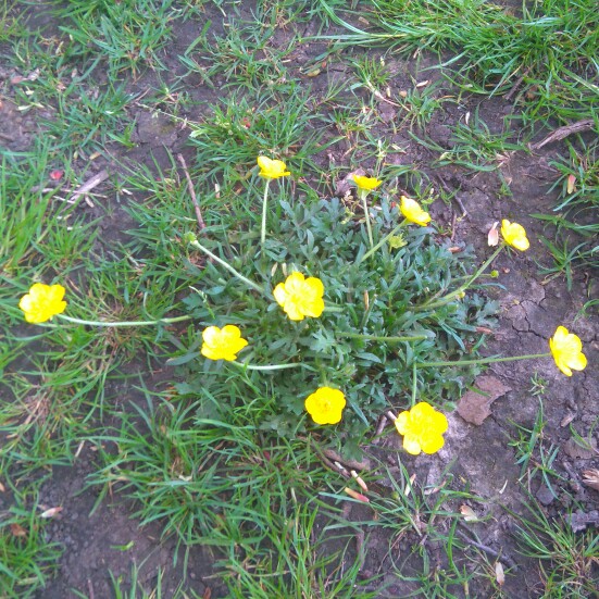 Plant image Ranunculus acris