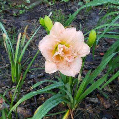 Daylily