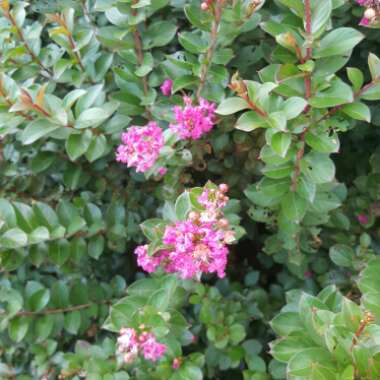 Lagerstroemia