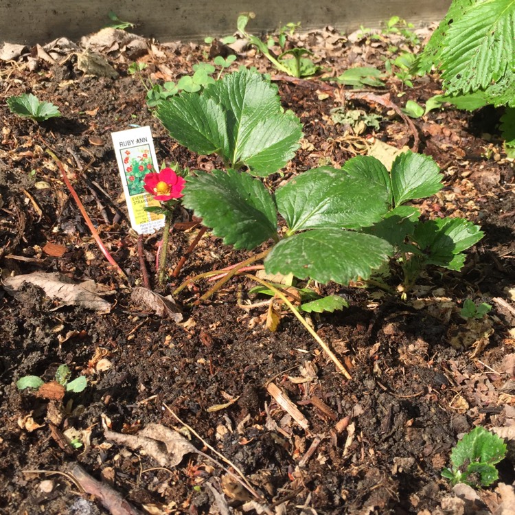 Plant image Fragaria x ananassa 'Ruby Ann'